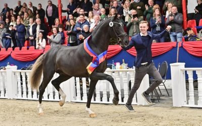 €720,000 top lot at the Oldenburg Stallion Licencing